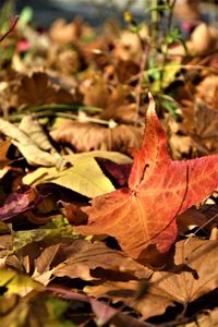 Close-up of dry maple leaves on field