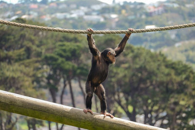 Close-up of monkey hanging on rope