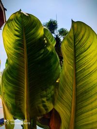 Low angle view of coconut palm tree leaves