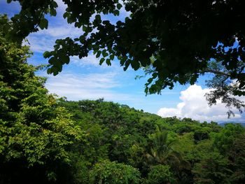 Low angle view of trees against sky