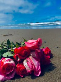Close-up of pink roses on beach