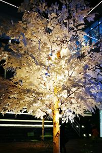 Low angle view of flowers on tree