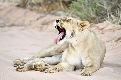 Lioness with her tiny cub in the kgalagadi national park, south africa