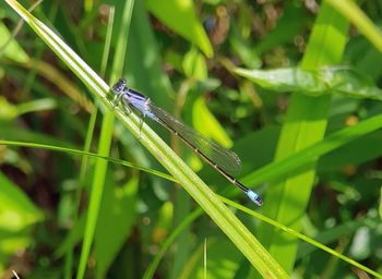 Close-up of insect on grass