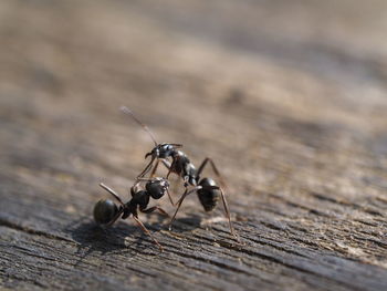 Close-up of ants on wood