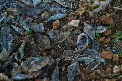 Close-up of lizard on rock