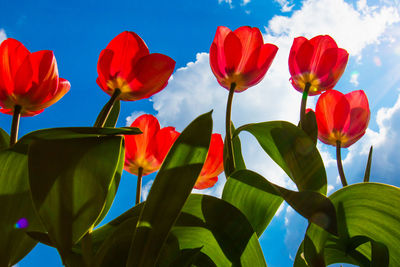 Low angle view of red tulips against sky
