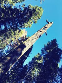 Low angle view of trees against blue sky