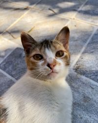 pet