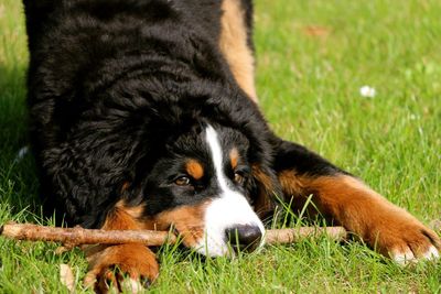 Close-up of black dog