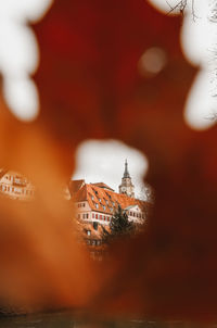 Buildings and church seen through autumn leaf