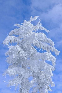 Close-up of snow against blue sky