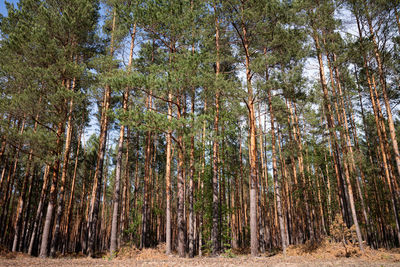 Low angle view of pine trees in forest