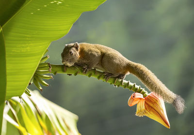 Close-up of crab on leaf