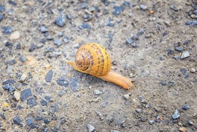 Macro view of common brown garden snail cornu aspersum salt lake city, utah, united states.