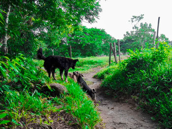 View of a horse on the road