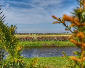 Scenic view of field against sky