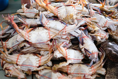 Close-up of fish for sale in market