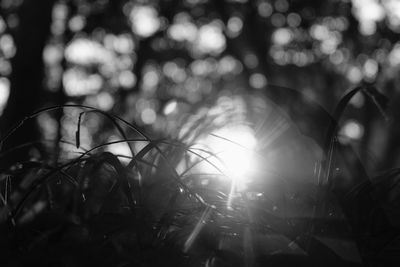 Close-up of plants against sunlight