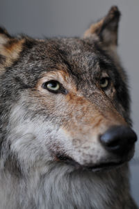 Close-up of wolf taxidermy