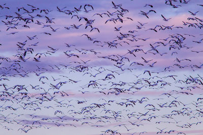 Low angle view of birds flying in sky