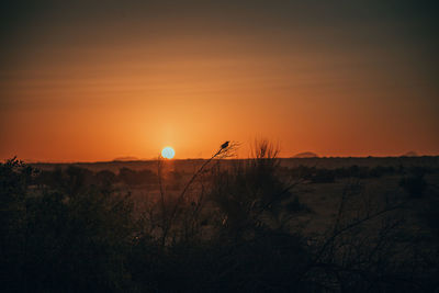 Silhouette plants on land against sky during sunset