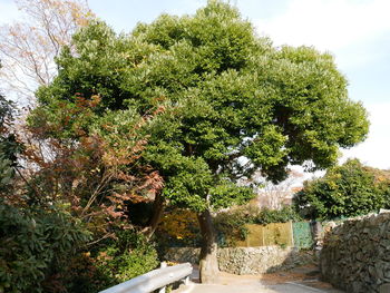 Plants and trees against sky