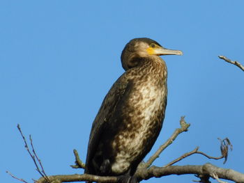 Low angle view of bird perching on branch against blue sky