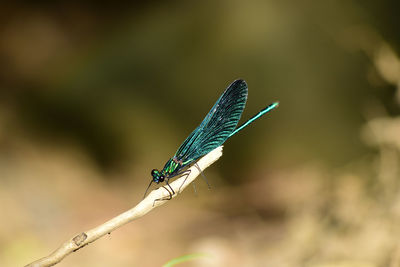 Close-up of xragon-fly, green, dragon-fly, anisoptera, odonata