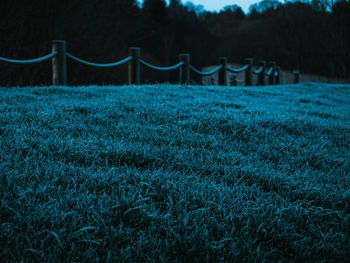 Close-up of frost covered grass