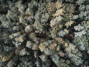 Full frame shot of trees in forest