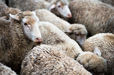 Close up of sheep