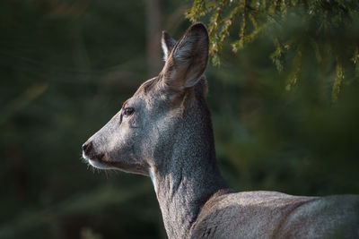 Roe deer in forest, capreolus capreolus. wild roe deer in nature.