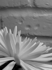 Close-up of flower against blurred background
