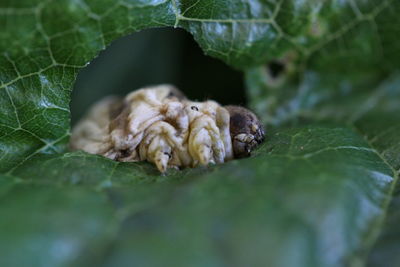 Close-up of crab on leaves