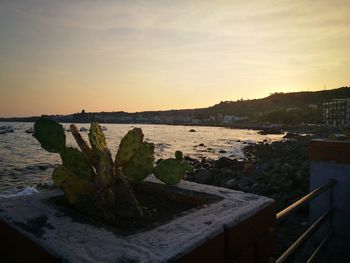 Potted plants by sea against sky during sunset