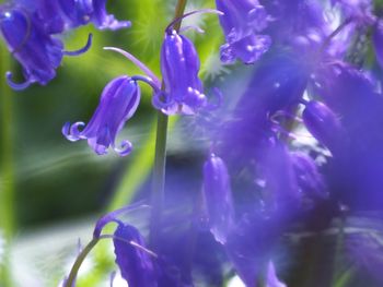 Close-up of purple flowers blooming outdoors