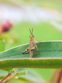 Close-up of grasshopper