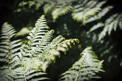 Close-up of fern leaves