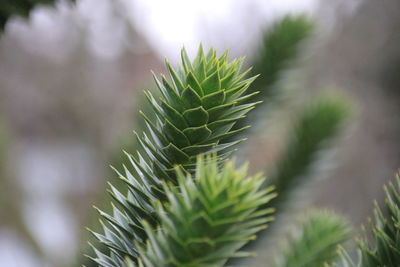 Close-up of cactus plant