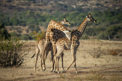 Giraffe in the wild, east africa