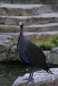 Close-up of bird perching on a rock