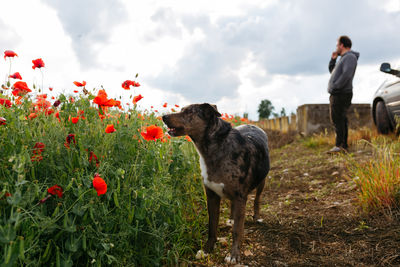 Portrait of dog standing in the field in front of the owner
