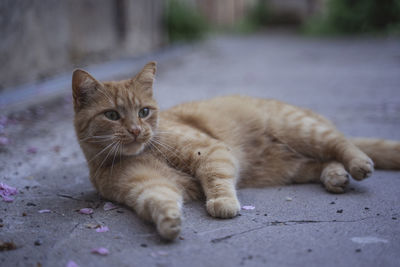Portrait of a cat lying on footpath