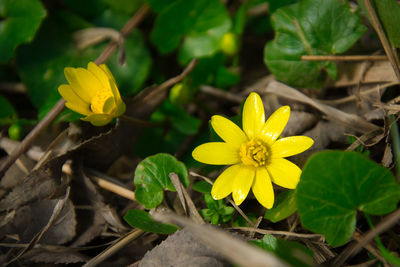 Close-up of yellow flowering plant