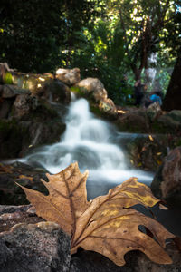 Scenic view of waterfall in forest during autumn