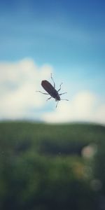 Close-up of insect