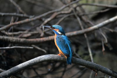 Close-up of kingfisher perching on branch