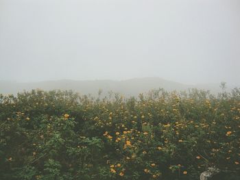 Scenic view of field