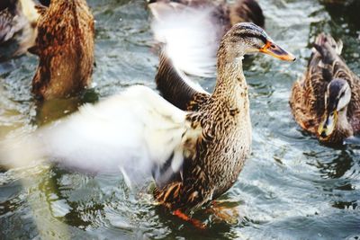 View of mallard ducks swimming in lake
